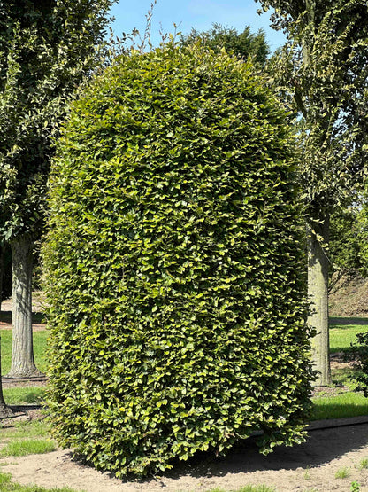 FS TOPIARY #132