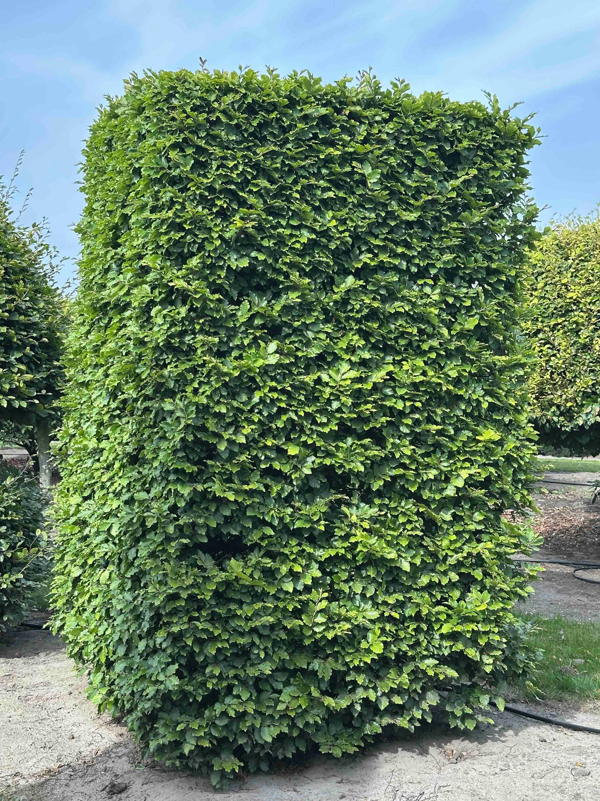 FS TOPIARY #133