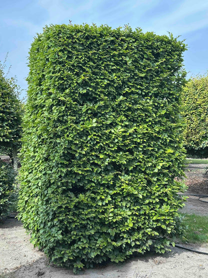 FS TOPIARY #133