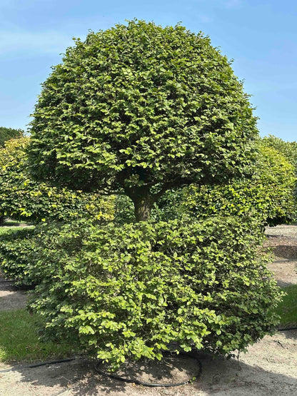 FS TOPIARY #134