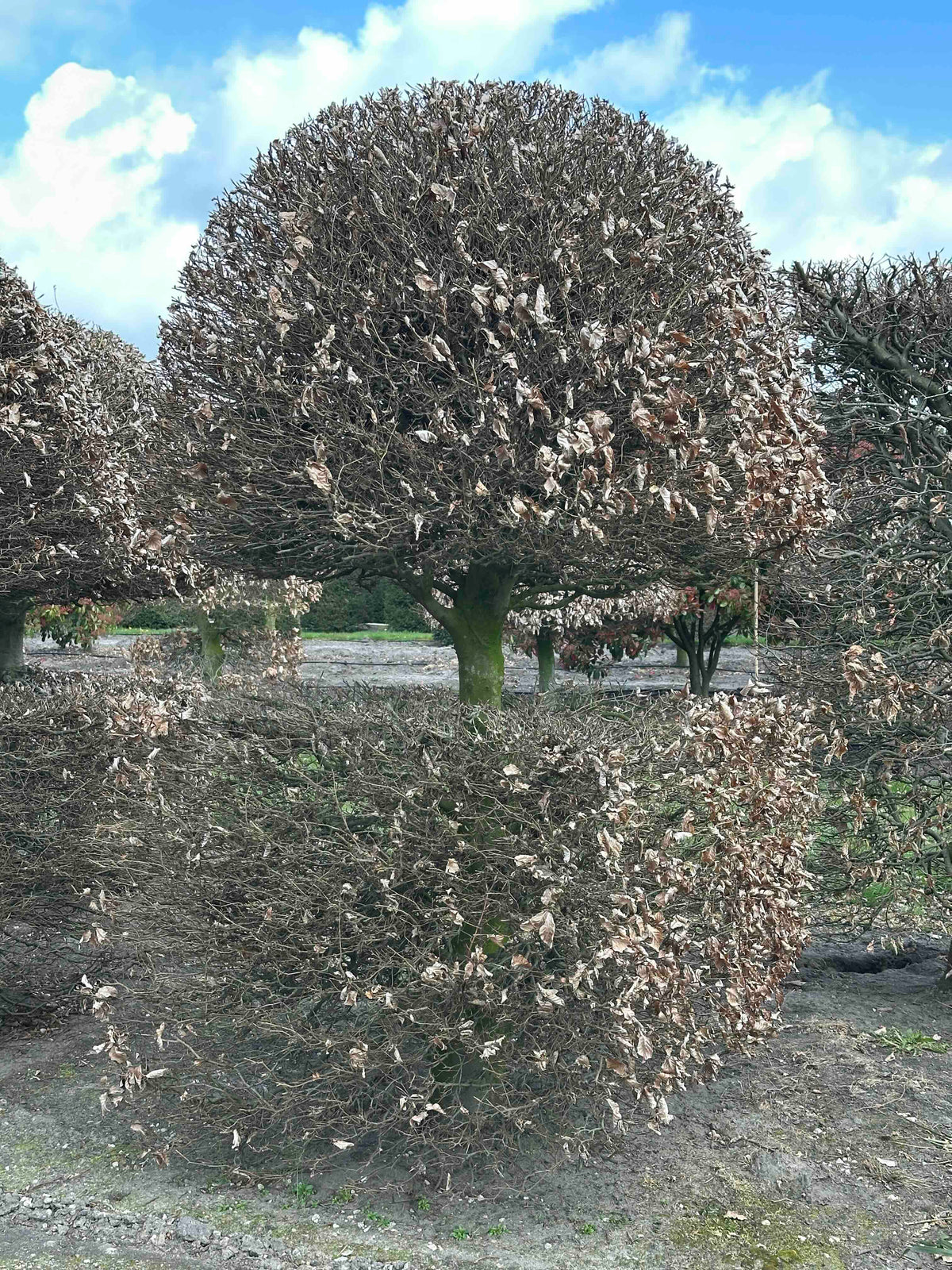 FS TOPIARY #134