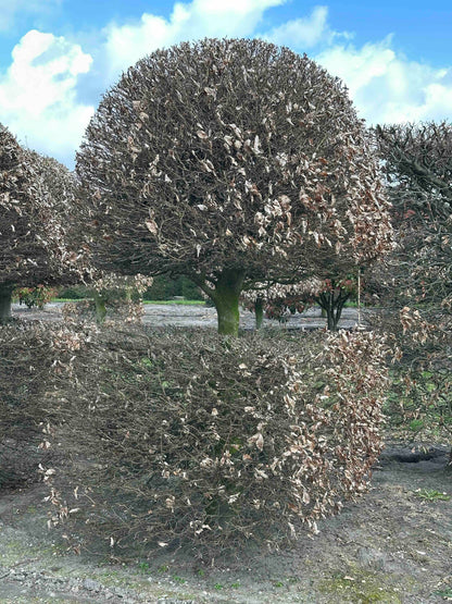 FS TOPIARY #134
