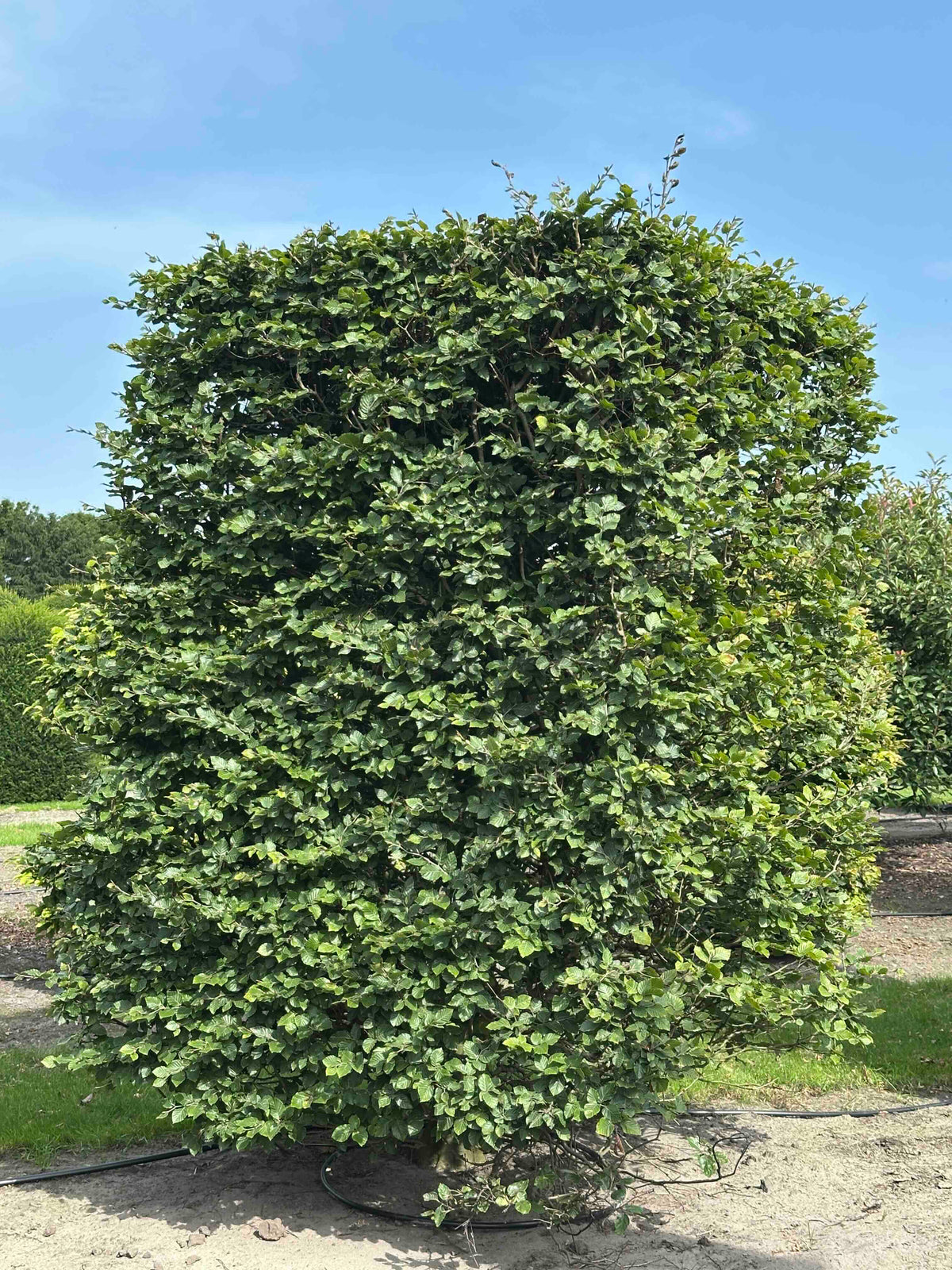 FS TOPIARY #136