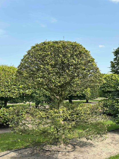 FS TOPIARY #137