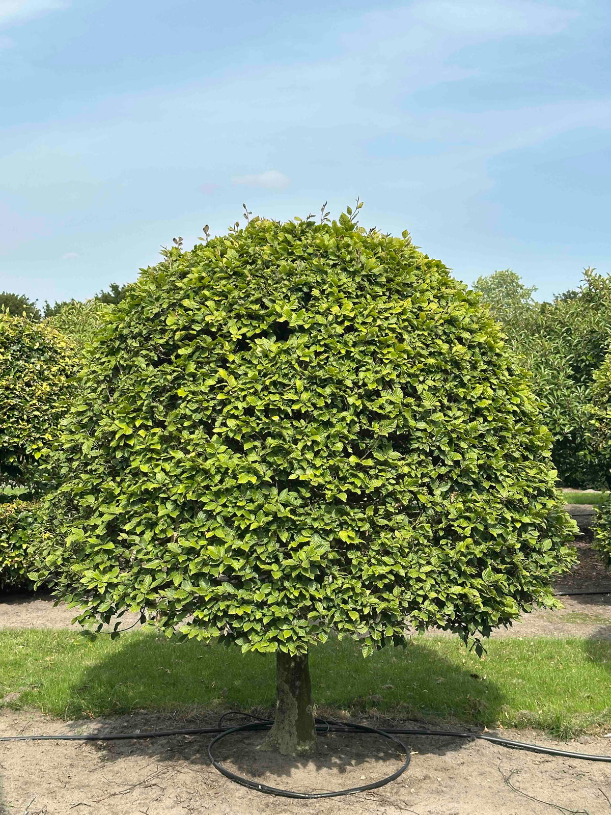 FS TOPIARY #138