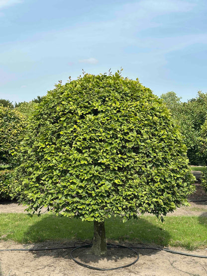 FS TOPIARY #138