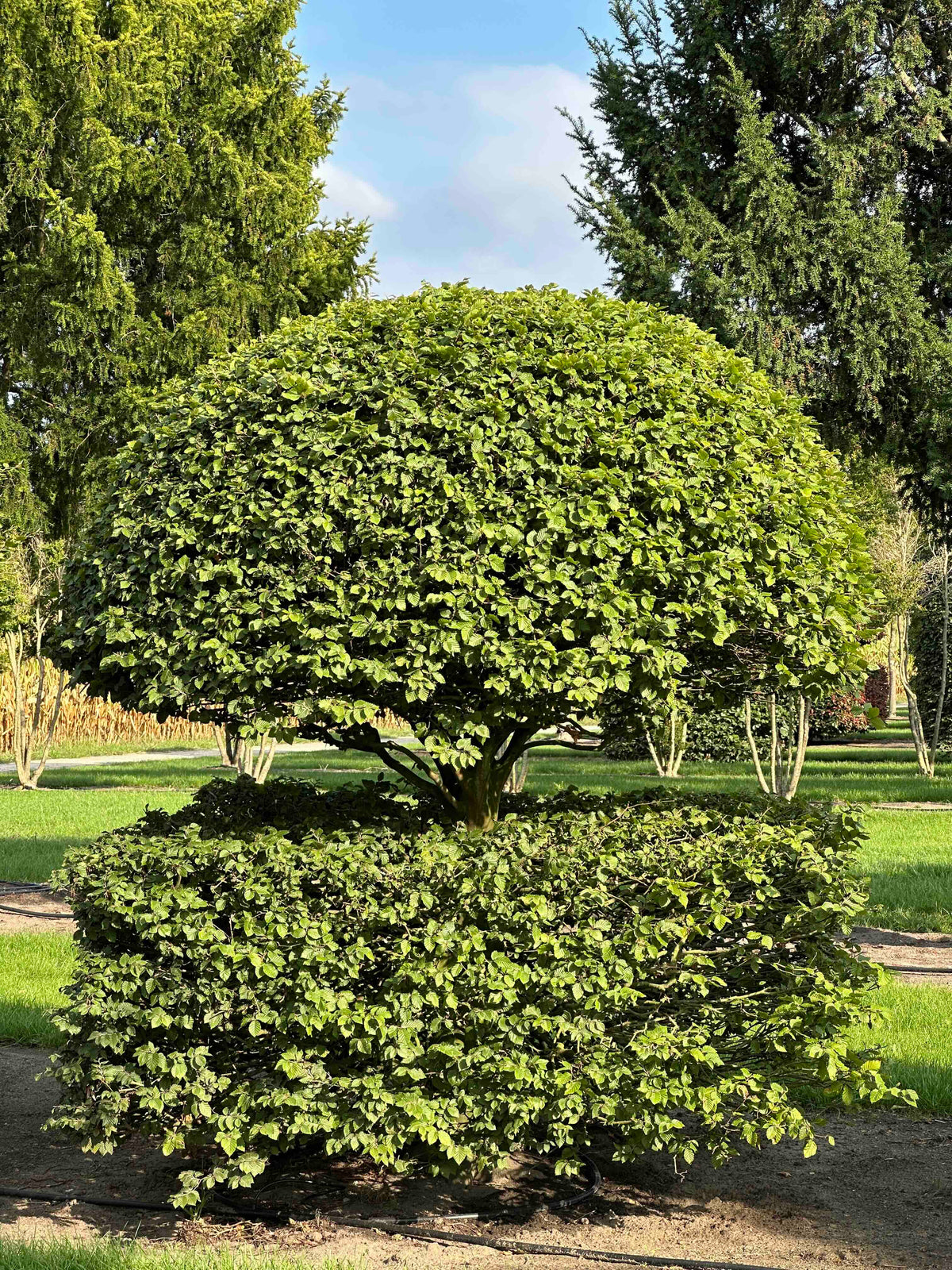 FS TOPIARY #139
