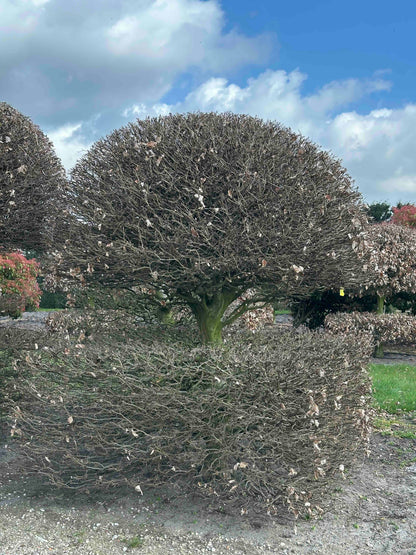 FS TOPIARY #139