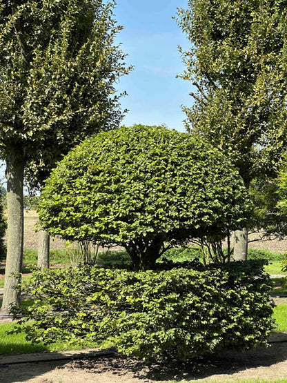 FS TOPIARY #139