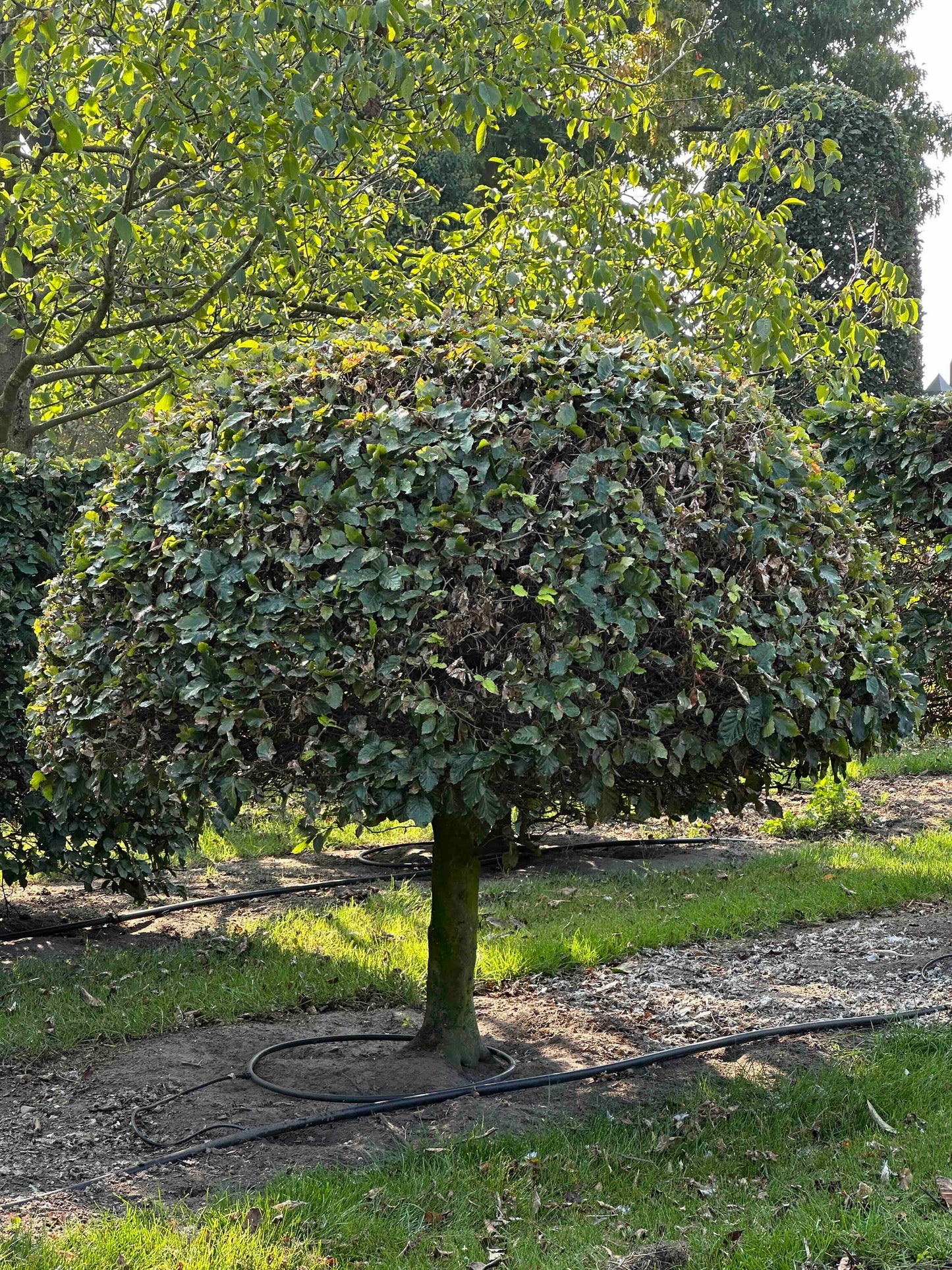 FS TOPIARY #013