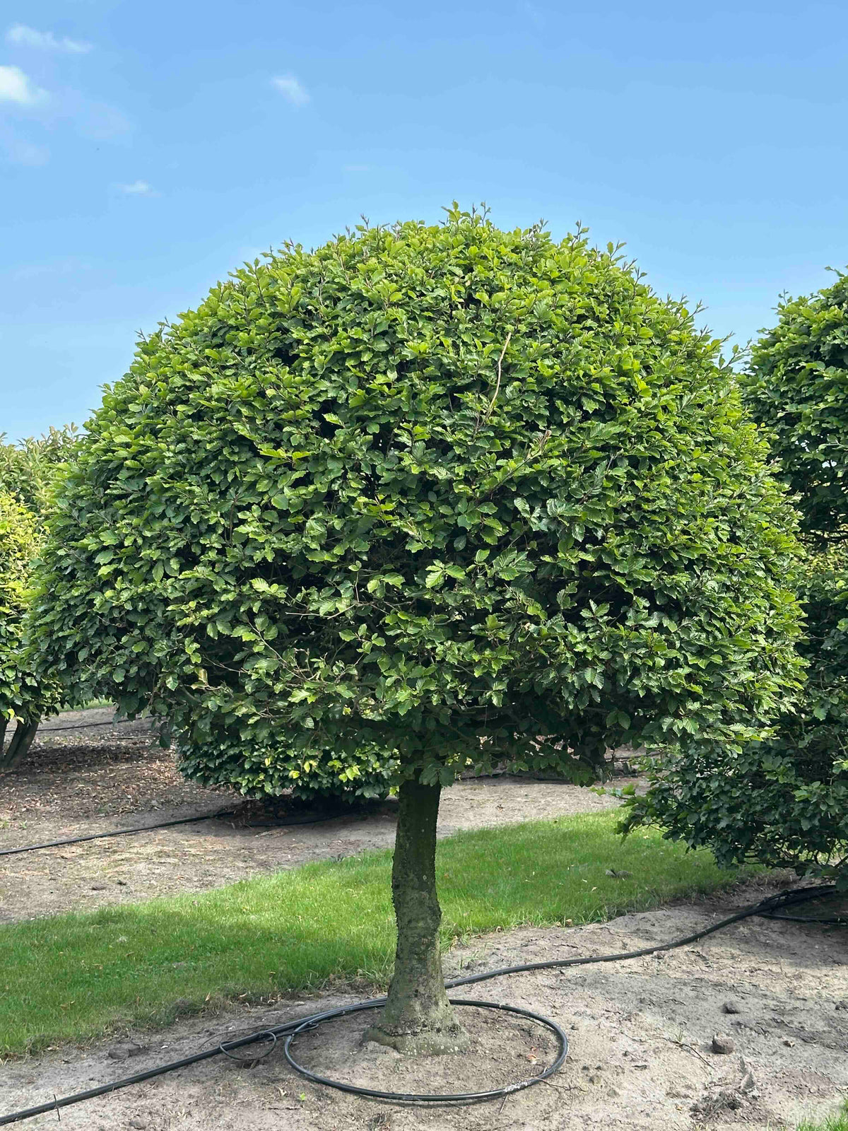 FS TOPIARY #141