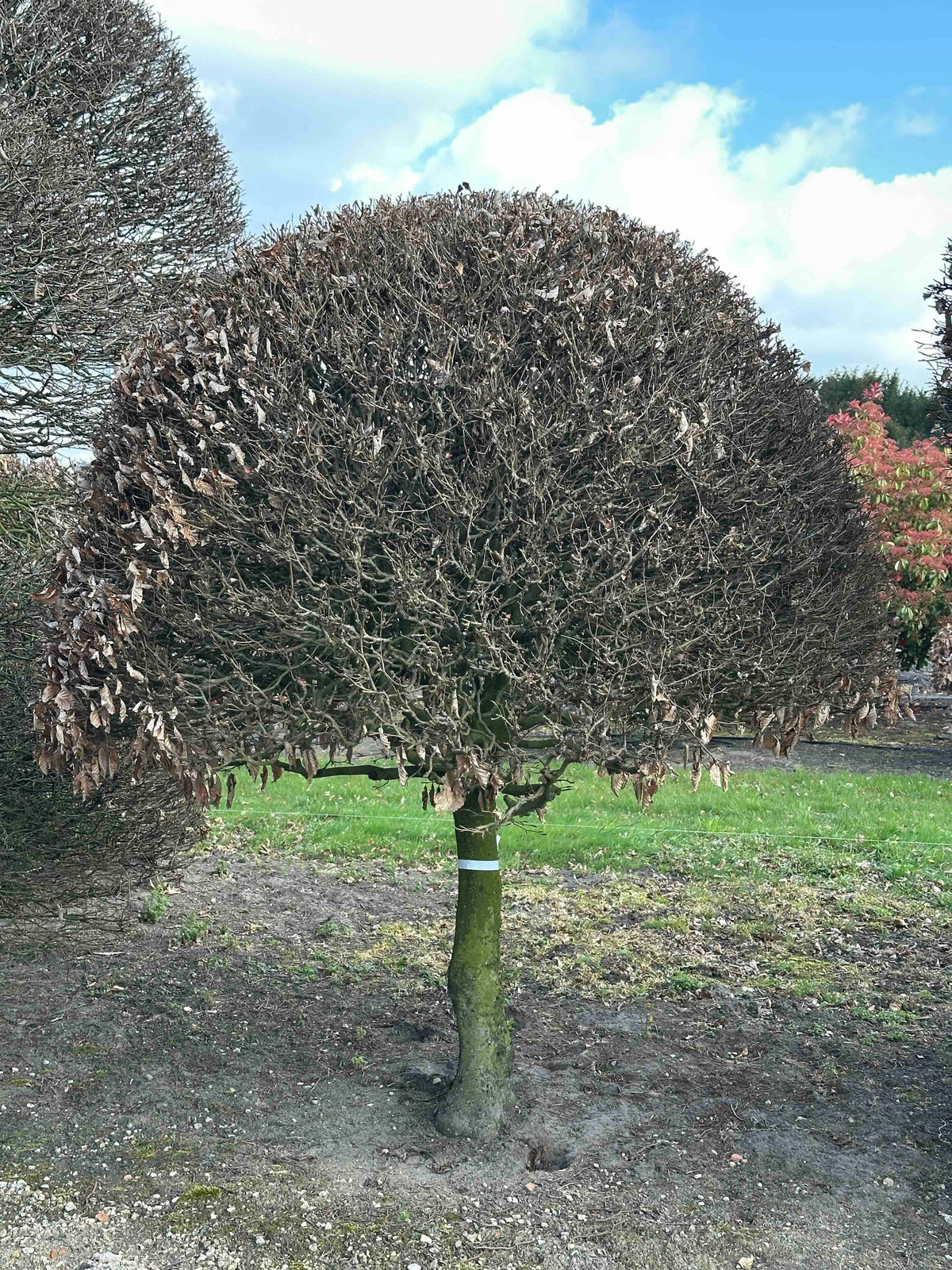 FS TOPIARY #141