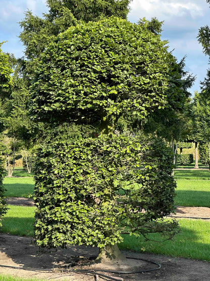 FS TOPIARY #142
