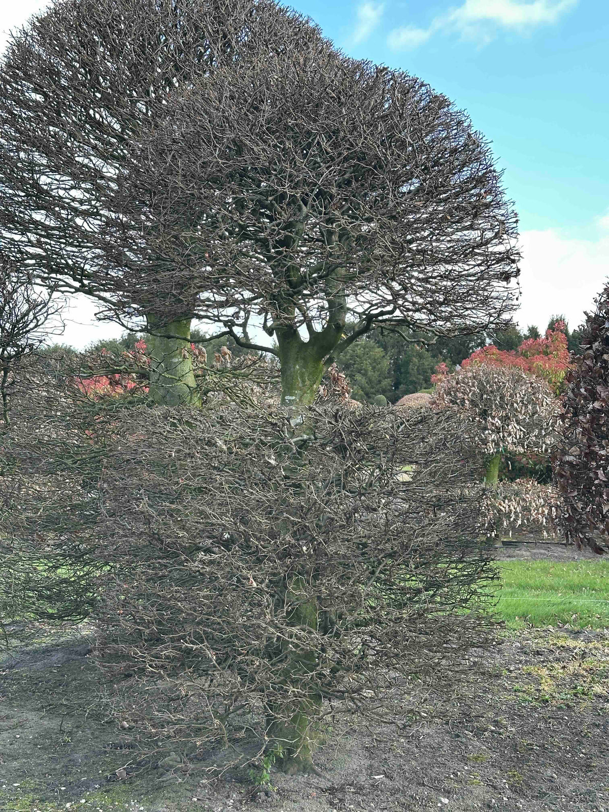 FS TOPIARY #142