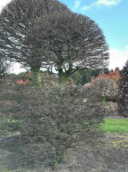 FS TOPIARY #142