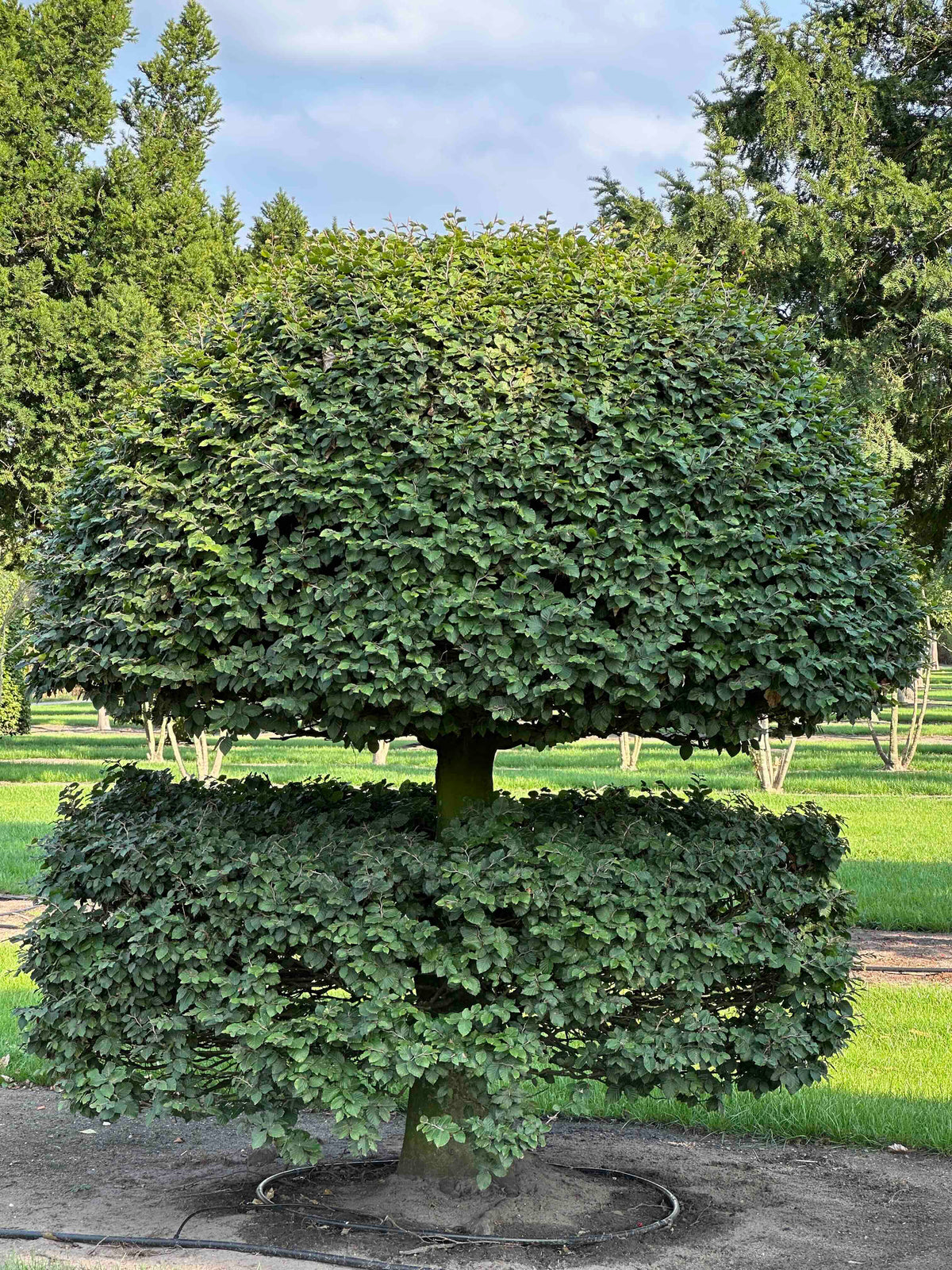 FS TOPIARY #144