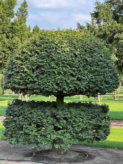 FS TOPIARY #144