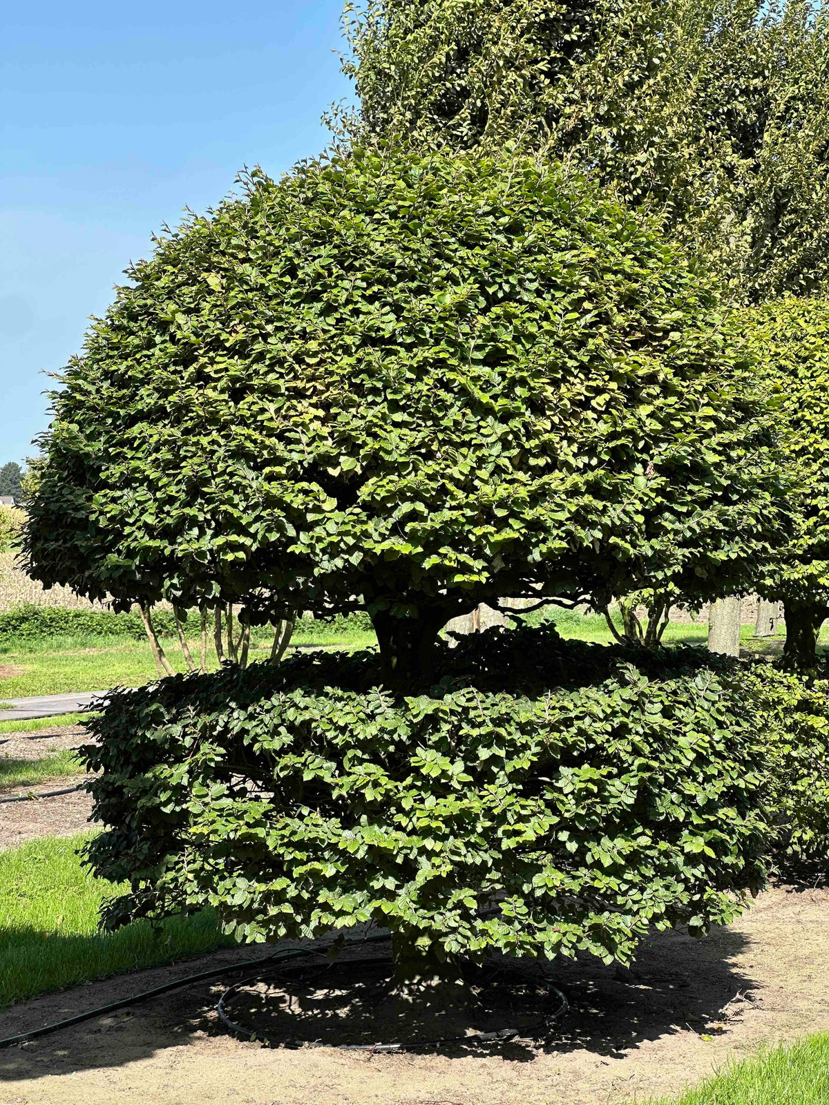 FS TOPIARY #144