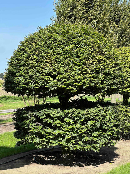 FS TOPIARY #144
