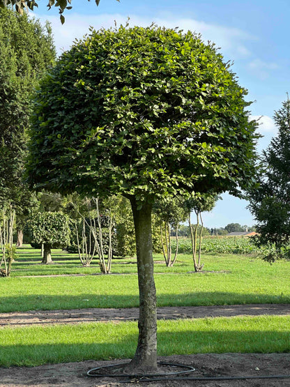 FS TOPIARY #146