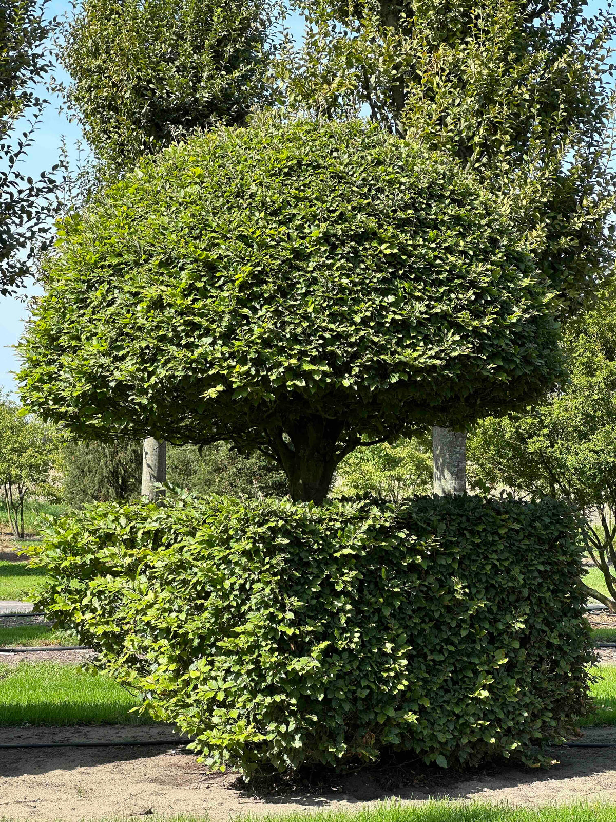 FS TOPIARY #147