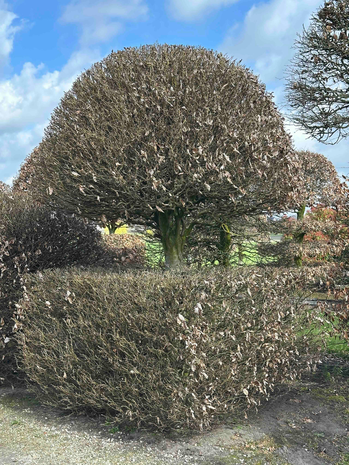 FS TOPIARY #147