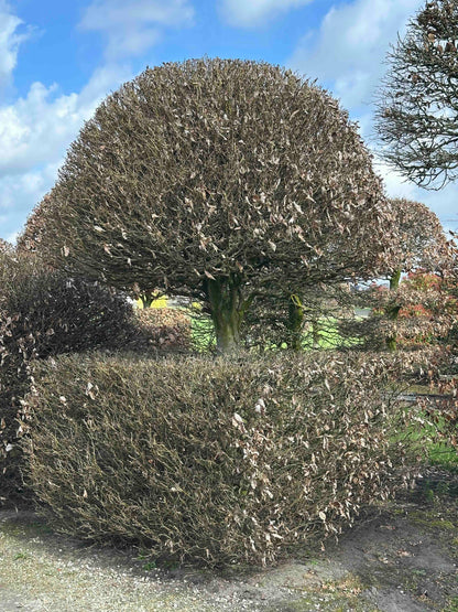 FS TOPIARY #147