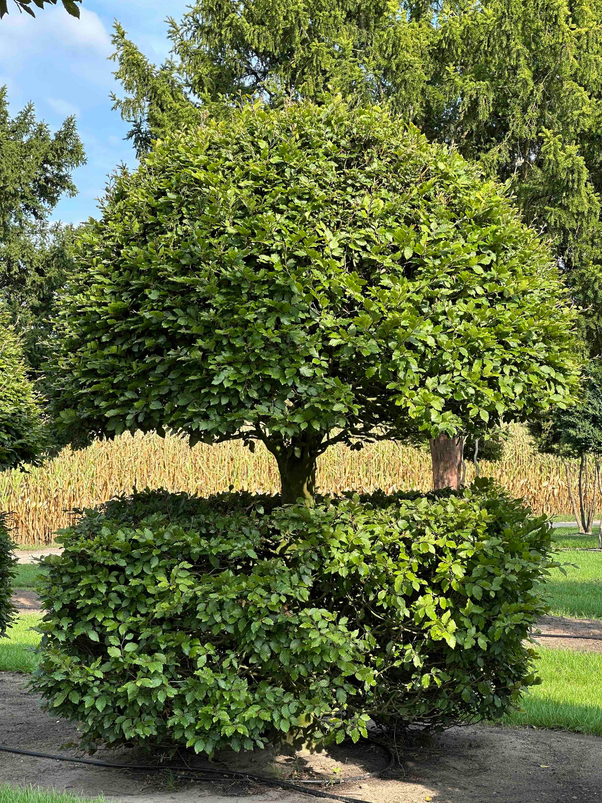 FS TOPIARY #147