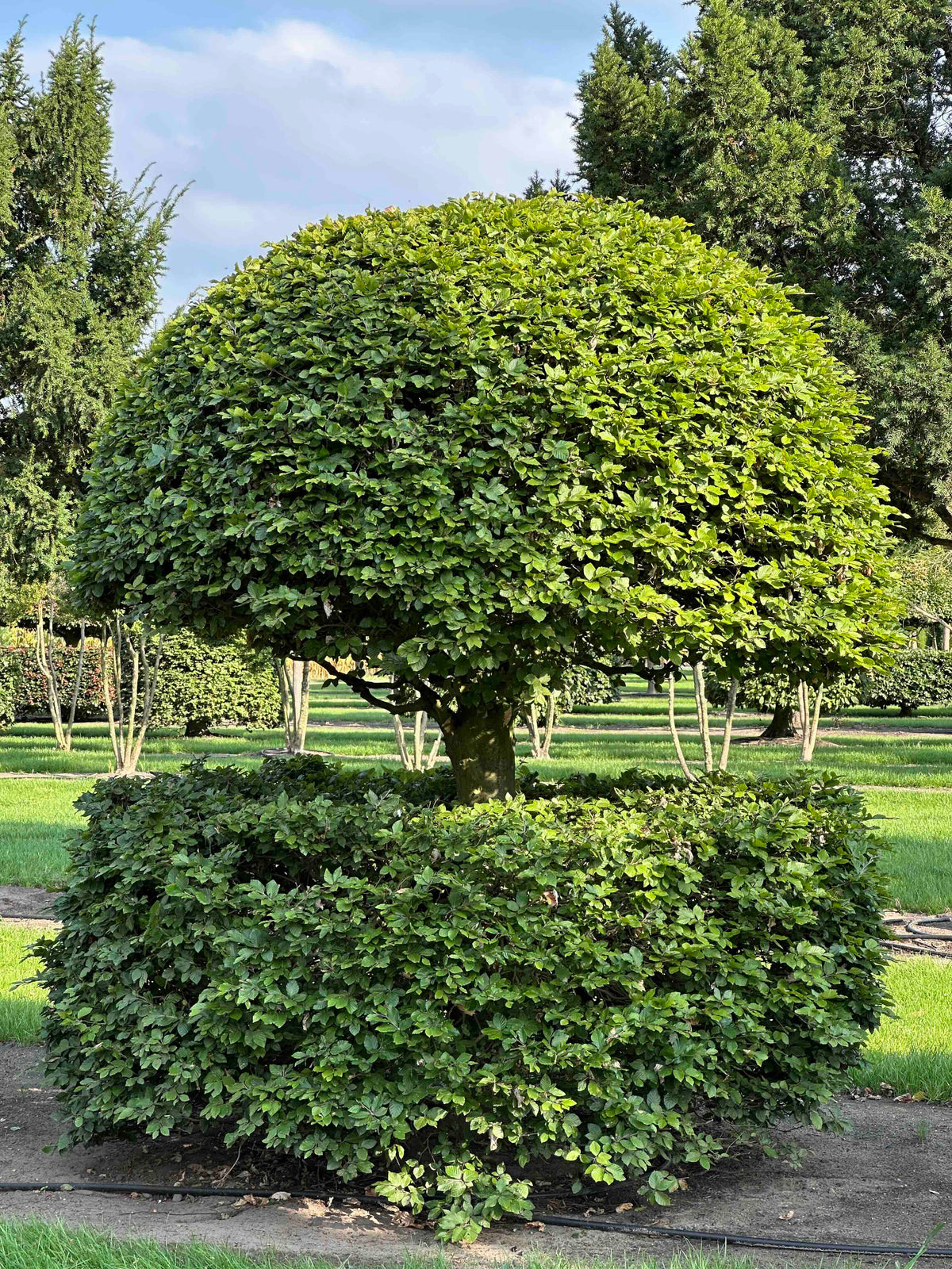 FS TOPIARY #149