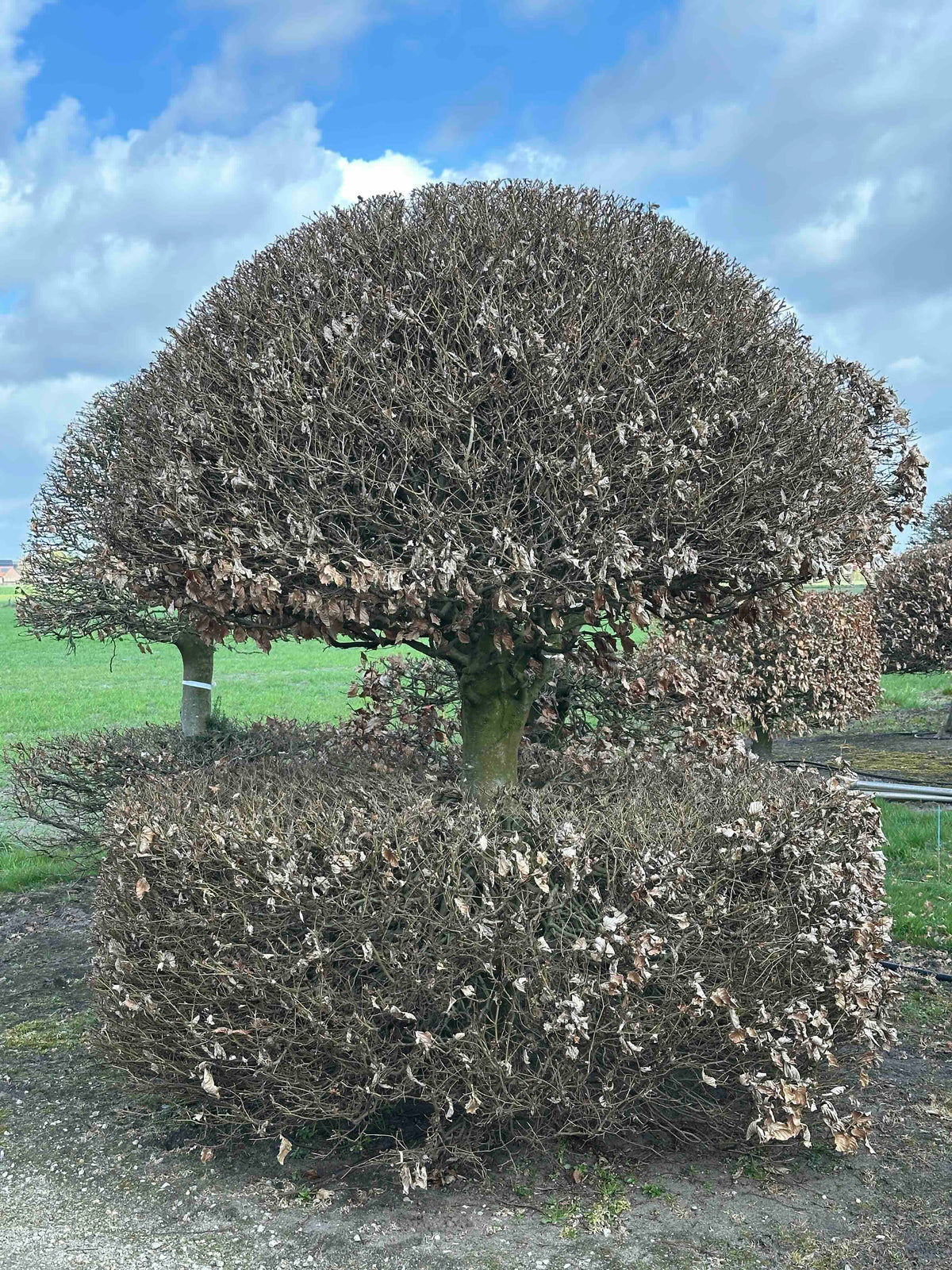 FS TOPIARY #149