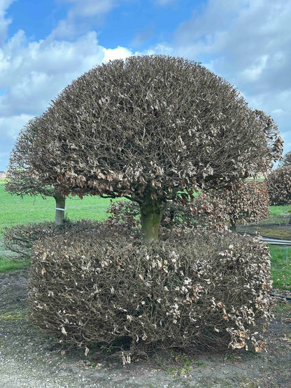 FS TOPIARY #149