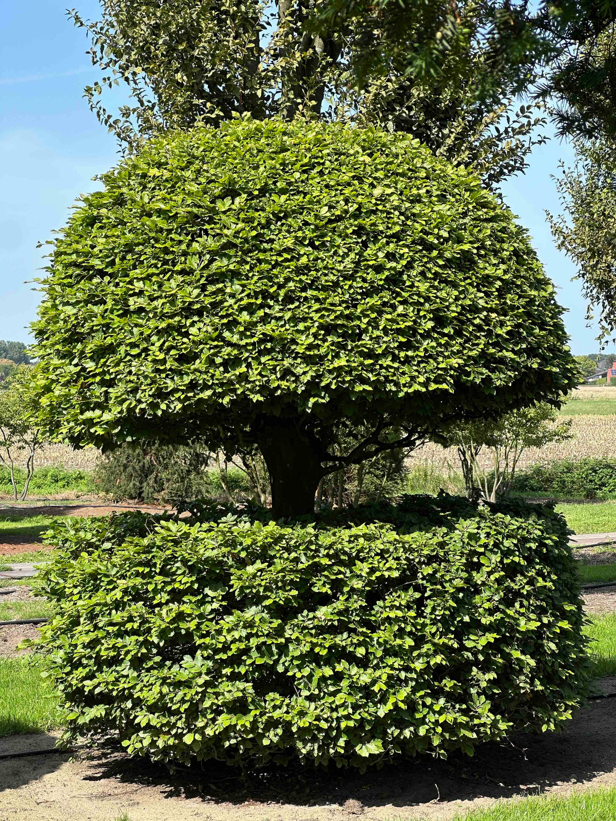 FS TOPIARY #149