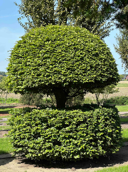 FS TOPIARY #149