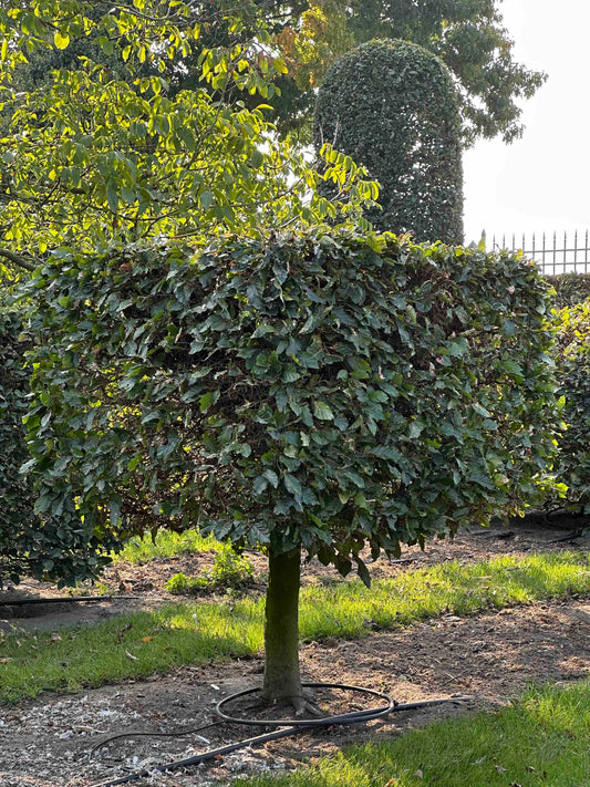 FS TOPIARY #014