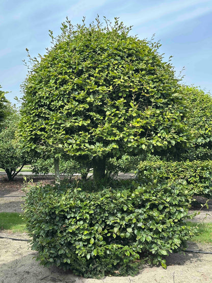 FS TOPIARY #150