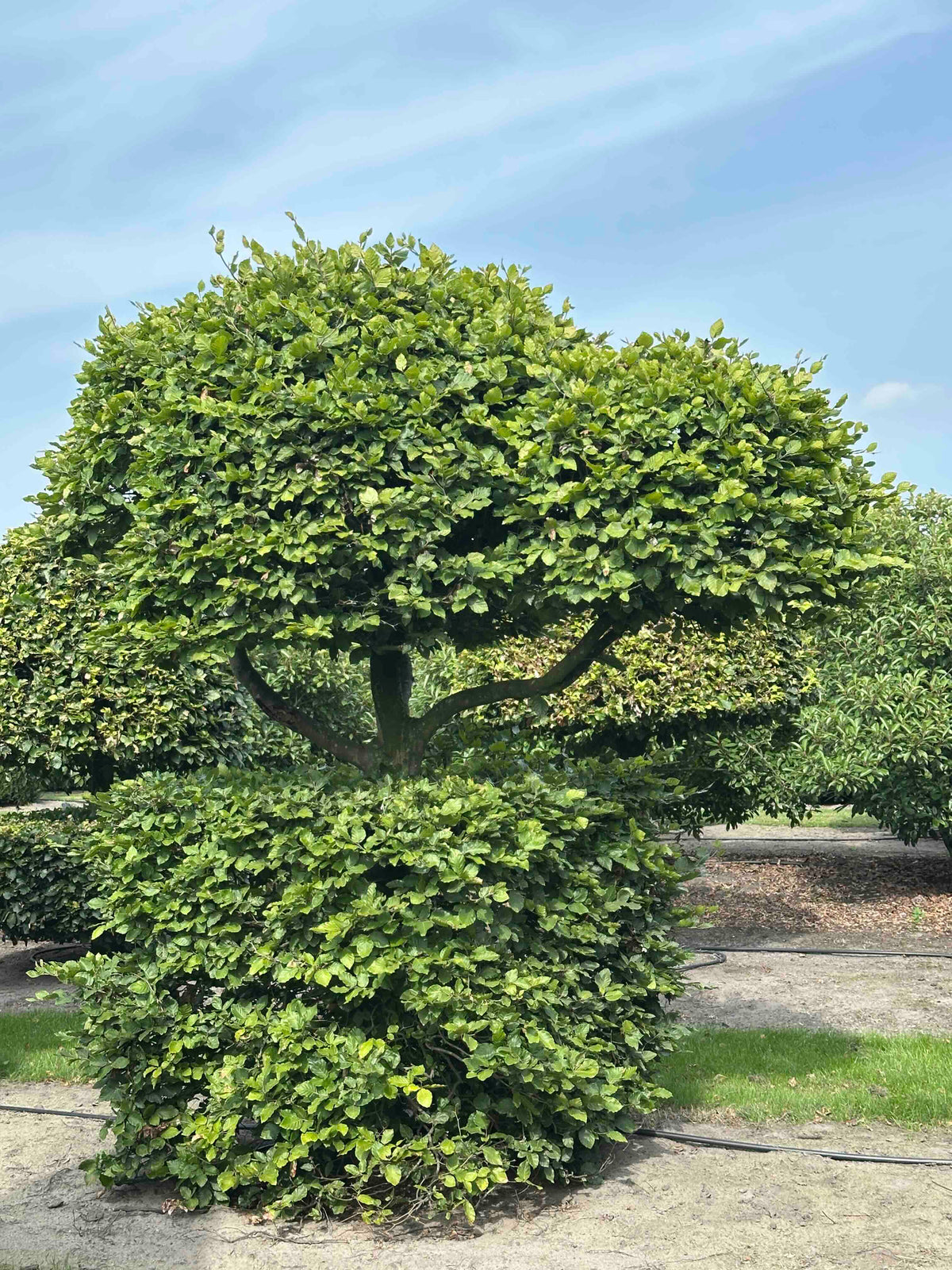 FS TOPIARY #151