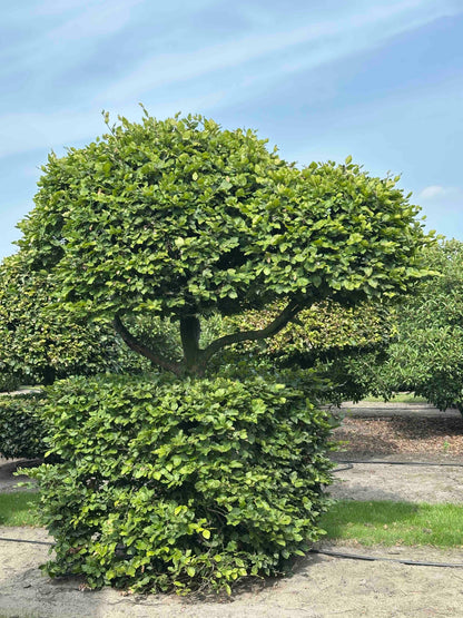FS TOPIARY #151