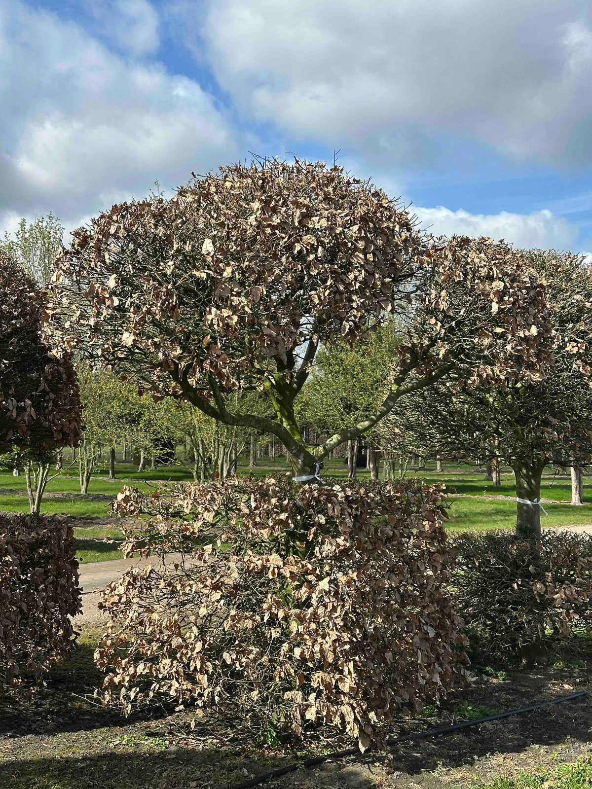 FS TOPIARY #151