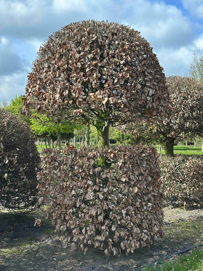 FS TOPIARY #152