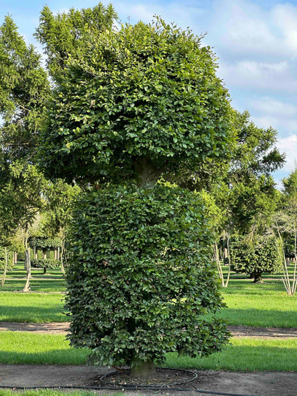 FS TOPIARY #154