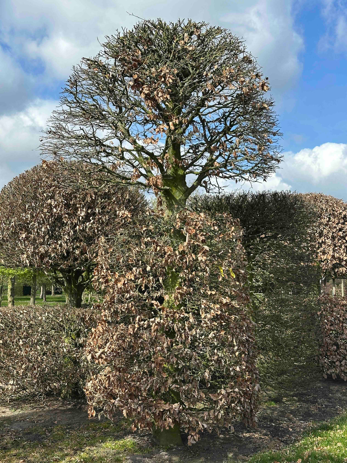 FS TOPIARY #154