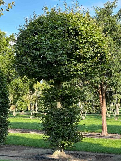 FS TOPIARY #155