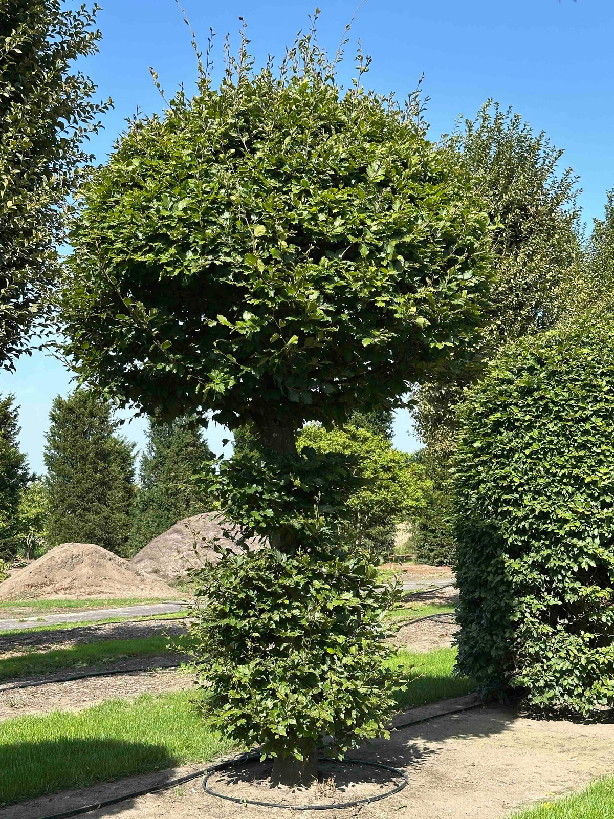 FS TOPIARY #155