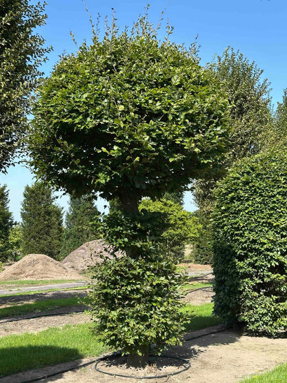 FS TOPIARY #155