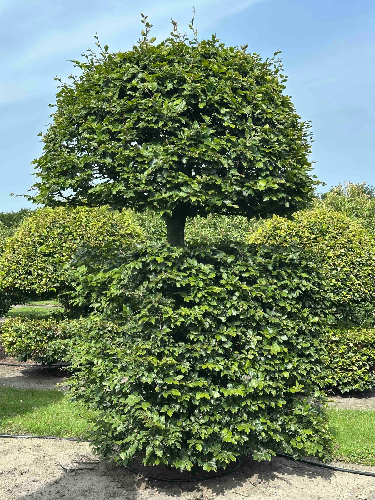 FS TOPIARY #156