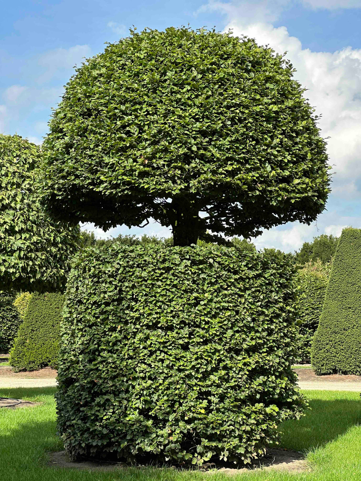 FS TOPIARY #158