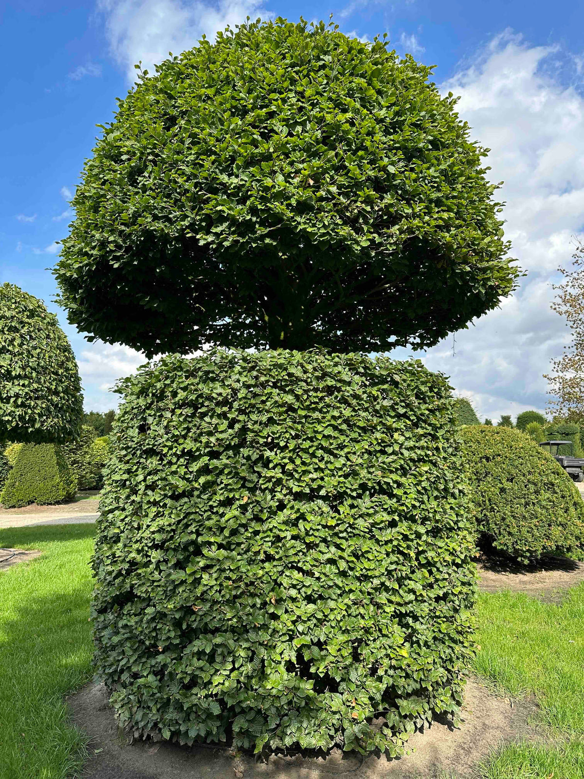 FS TOPIARY #158