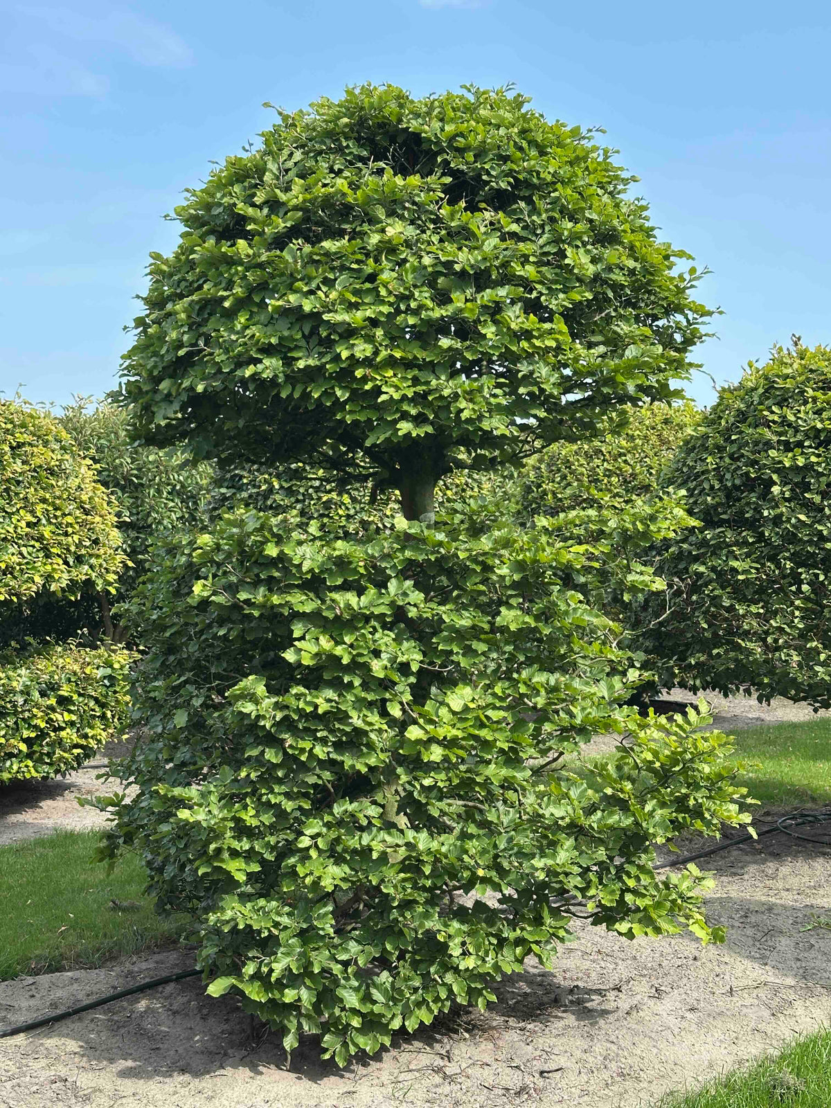 FS TOPIARY #159