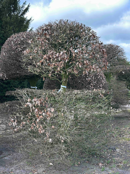 FS TOPIARY #159