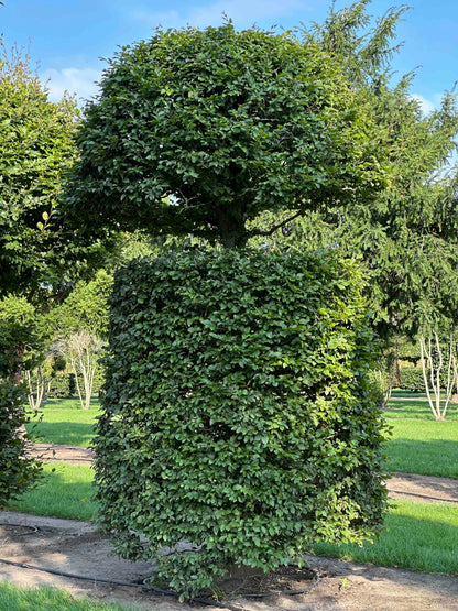 FS TOPIARY #160